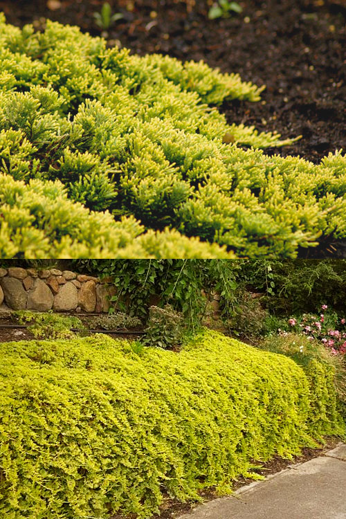  Golden Carpet Juniper - 1 Gallon Pot