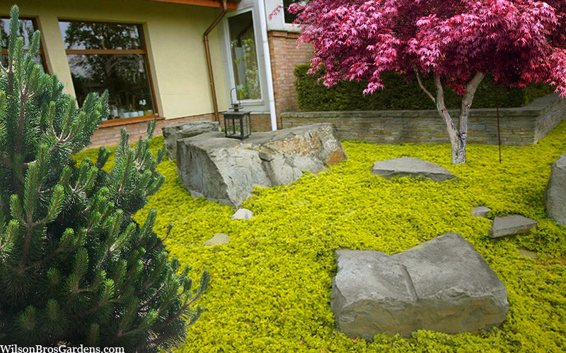  Golden Carpet Juniper - 1 Gallon Pot