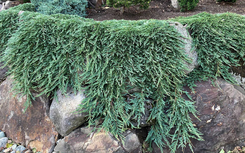 Pancake Creeping Juniper - 3 Gallon Pot