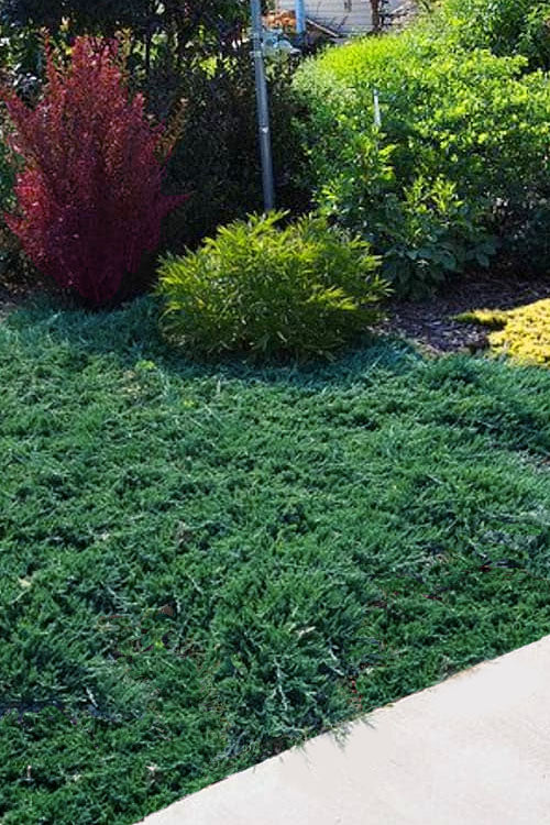  Pancake Creeping Juniper - 3 Gallon Pot