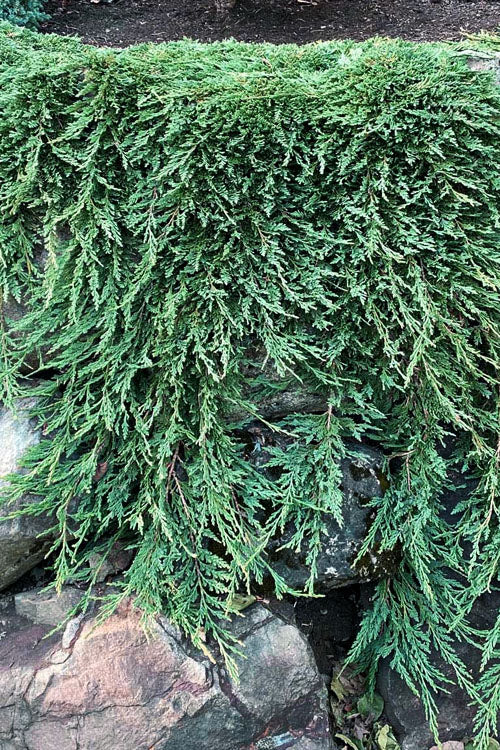  Pancake Creeping Juniper - 3 Gallon Pot