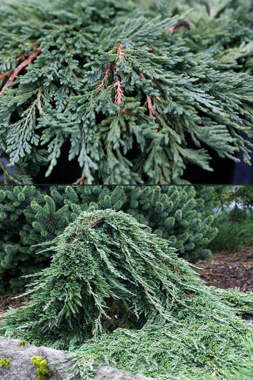  Pancake Creeping Juniper - 3 Gallon Pot