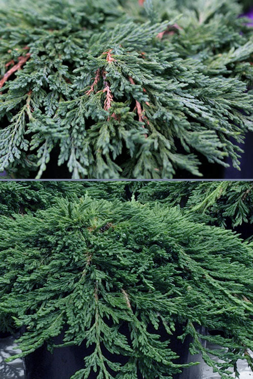  Pancake Creeping Juniper - 3 Gallon Pot
