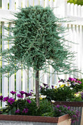  Blue Rug Juniper Tree Form Topiary - 3 Gallon Pot