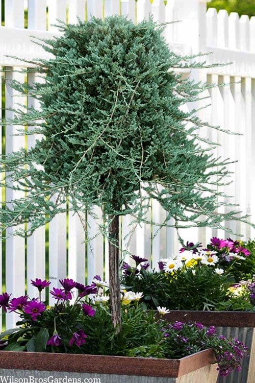  Blue Rug Juniper Tree Form Topiary - 3 Gallon Pot