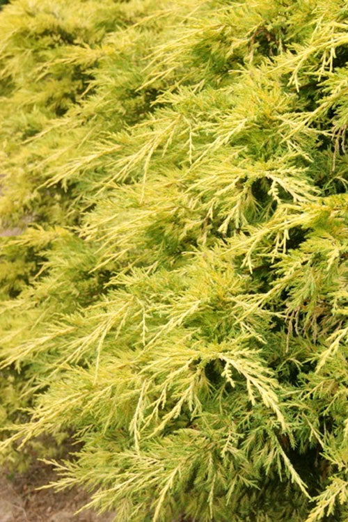  Lemon Pfizz Juniper - 1 Gallon Pot