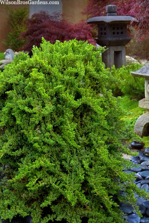  Staked Green Mound Japanese Garden Juniper - 1 Gallon Pot