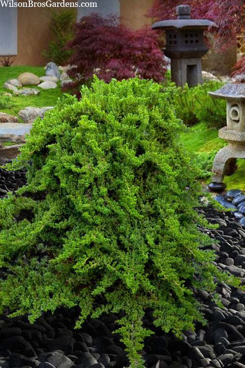  Green Mound Japanese Garden Juniper (Single Trunk Topiary) - 5 Gallon Pot