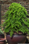  Staked Green Mound Japanese Garden Juniper - 7 Gallon Pot