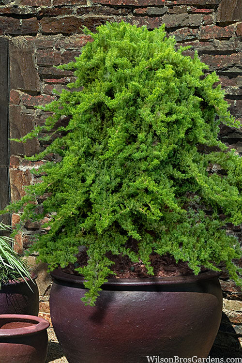  Staked Green Mound Japanese Garden Juniper - 7 Gallon Pot