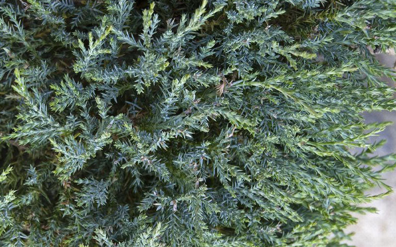  Medora Rocky Mountain Juniper - 7 Gallon Pot
