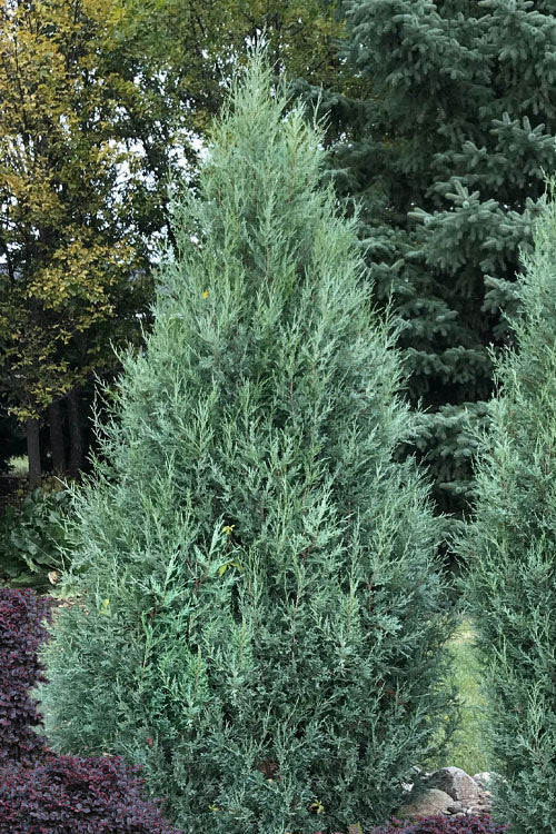  Medora Rocky Mountain Juniper - 6 Pack Of 1 Gallon Pots