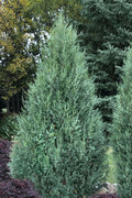  Medora Rocky Mountain Juniper - 1 Gallon Pot