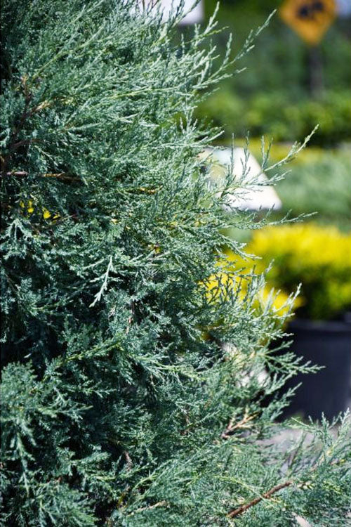 Medora Rocky Mountain Juniper - 6 Pack Of 1 Gallon Pots