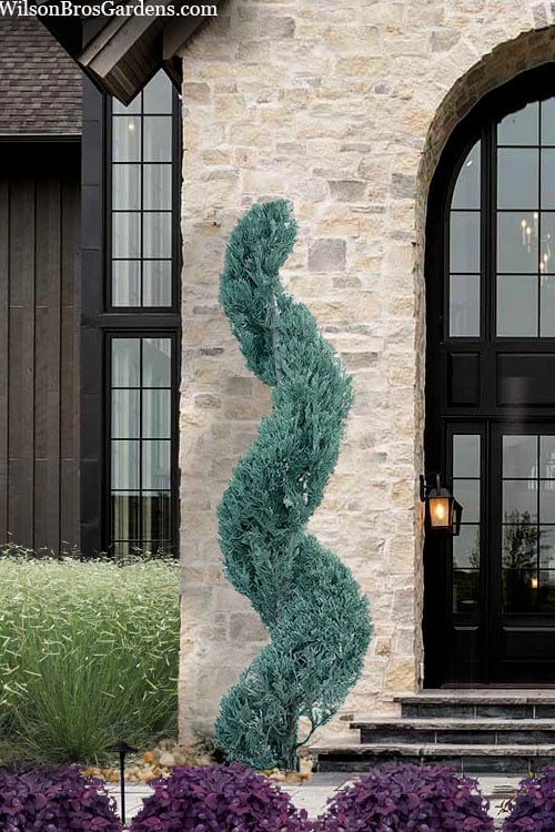  Spiral 'Witchita Blue' Juniper Topiary - 5 Gallon Pot