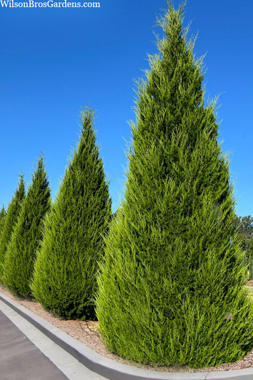  Brodie Eastern Red Cedar - 5 Gallon Pot