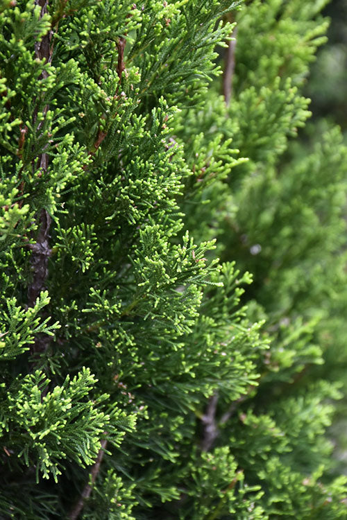  Brodie Eastern Red Cedar - 5 Gallon Pot