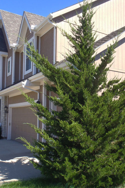  Canaertii Juniper (Red Cedar) - 3 Gallon Pot