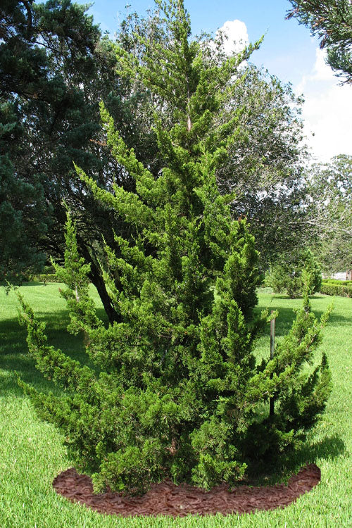  Canaertii Juniper (Red Cedar) - 7 Gallon Pot (3-4')