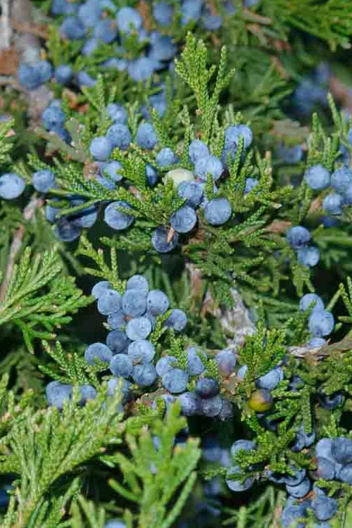  Canaertii Juniper (Red Cedar) - 7 Gallon Pot (4-5') 