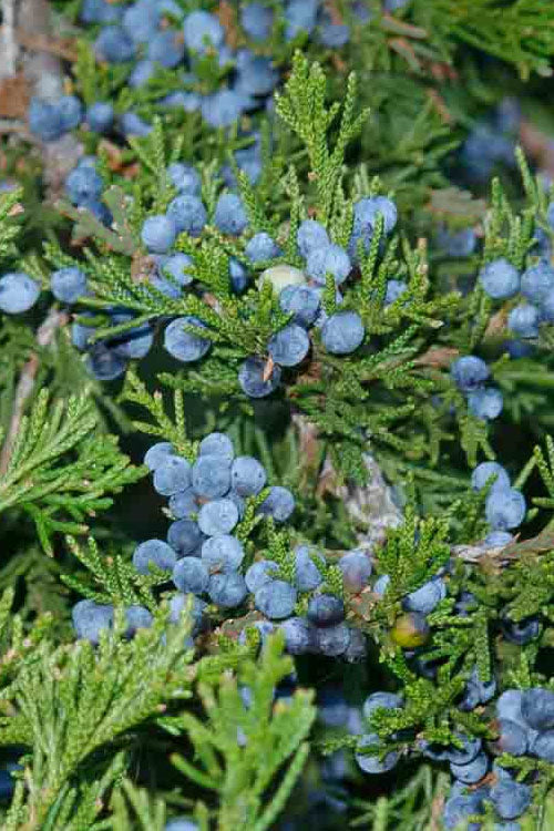  Brodie Eastern Red Cedar - 7 Gallon Pot (4-5')