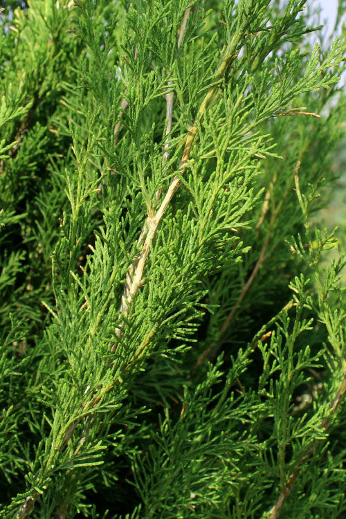  Emerald Feather Juniper - 2 Gallon Pot (2-3')