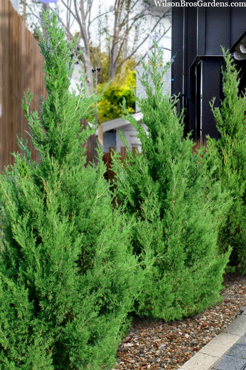 Emerald Feather Juniper - 2 Gallon Pot (2-3')
