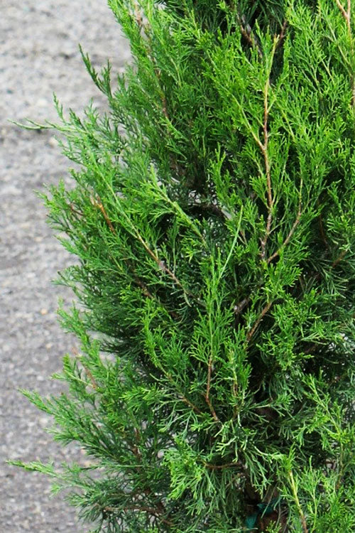  Emerald Feather Juniper - 2 Gallon Pot (2-3')