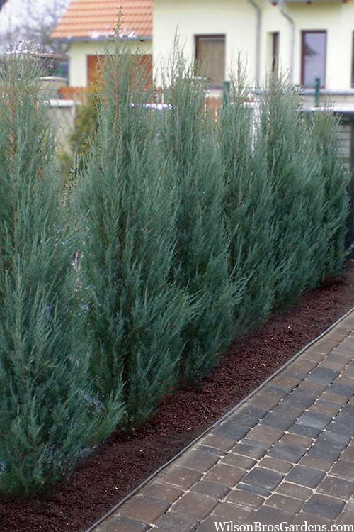  Skyrocket Columnar Juniper - 3 Gallon Pot