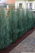  Skyrocket Columnar Juniper - 3 Gallon Pot