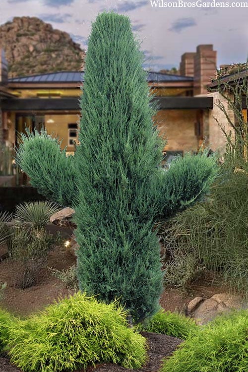  Skyrocket Columnar Juniper - 3 Gallon Pot