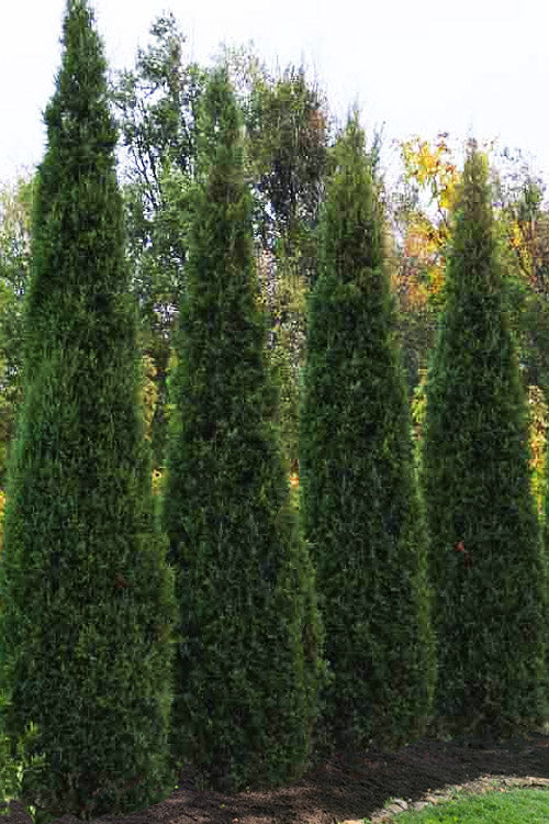  Taylor Juniper (Columnar Eastern Red Cedar) - 3 Gallon Pot