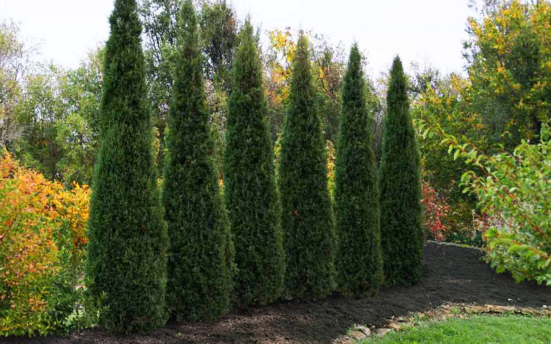  Taylor Juniper (Columnar Eastern Red Cedar) - 3 Gallon Pot