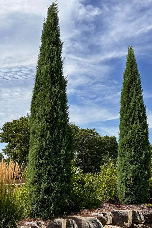  Taylor Juniper (Columnar Eastern Red Cedar) - 6 Pack Of 1 Gallon Pots