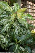 Chirifu Evergreen Magnolia Vine (Kadsura Japonica) - 1 Gallon Pot