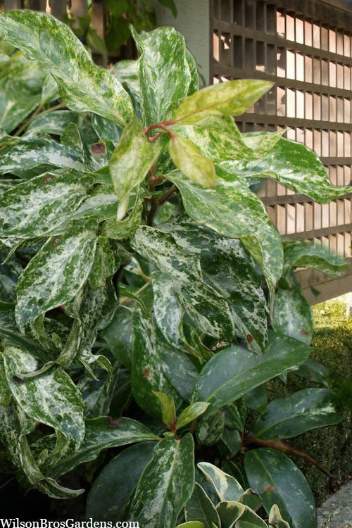  Chirifu Evergreen Magnolia Vine (Kadsura Japonica) - 1 Gallon Pot
