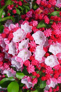  Carol Mountain Laurel (Kalmia Latifolia) - 2 Gallon Pot