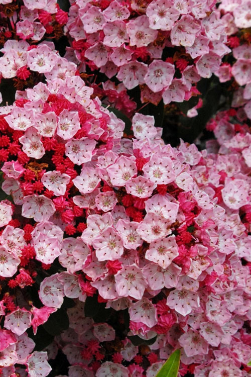  Carol Mountain Laurel (Kalmia Latifolia) - 2 Gallon Pot