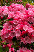  Olympic Fire Mountain Laurel (Kalmia Latifolia) - 2 Gallon Pot