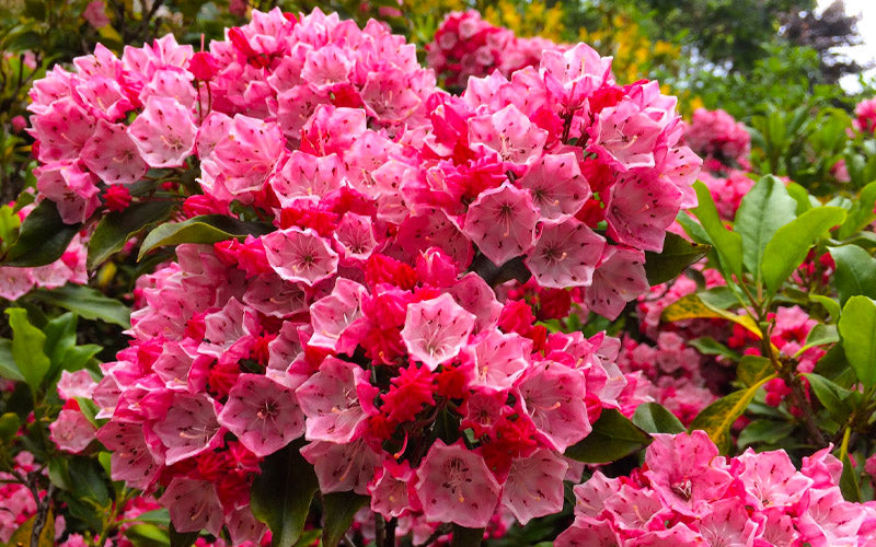  Olympic Fire Mountain Laurel (Kalmia Latifolia) - 2 Gallon Pot