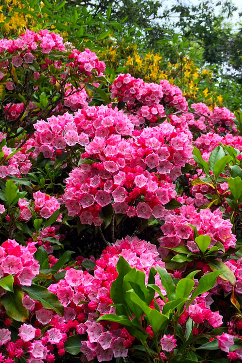  Olympic Fire Mountain Laurel (Kalmia Latifolia) - 2 Gallon Pot