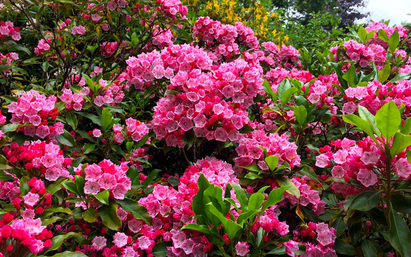  Olympic Fire Mountain Laurel (Kalmia Latifolia) - 2 Gallon Pot