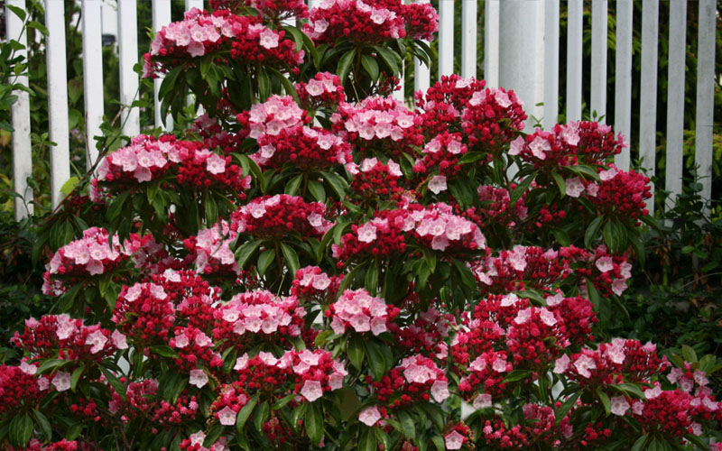  Olympic Fire Mountain Laurel (Kalmia Latifolia) - 2 Gallon Pot