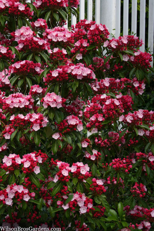 Olympic Fire Mountain Laurel (Kalmia Latifolia) - 2 Gallon Pot