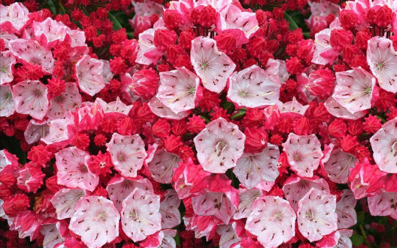  Ostbo Red Mountain Laurel (Kalmia Latifolia) - 2 Gallon Pot