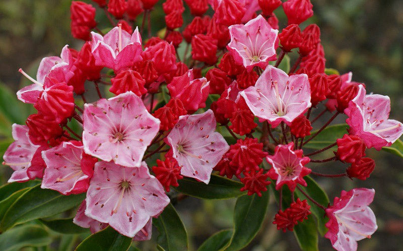  Ostbo Red Mountain Laurel (Kalmia Latifolia) - 2 Gallon Pot