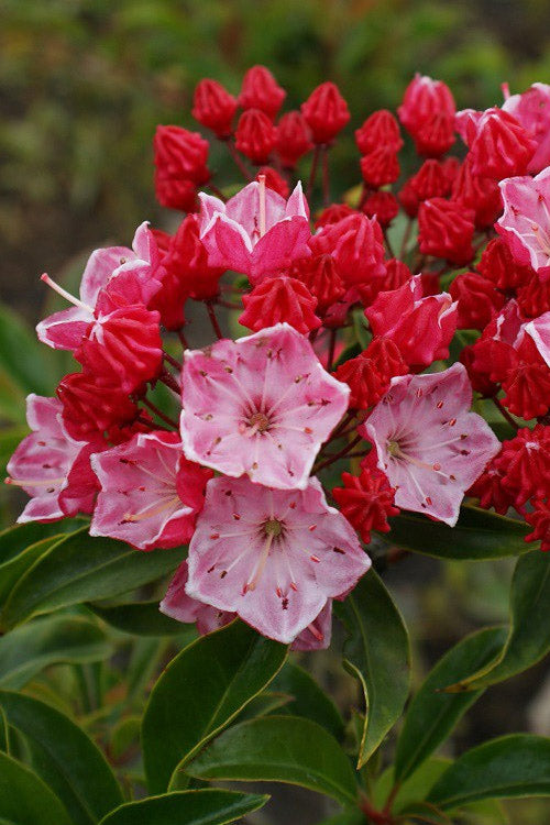  Ostbo Red Mountain Laurel (Kalmia Latifolia) - 2 Gallon Pot