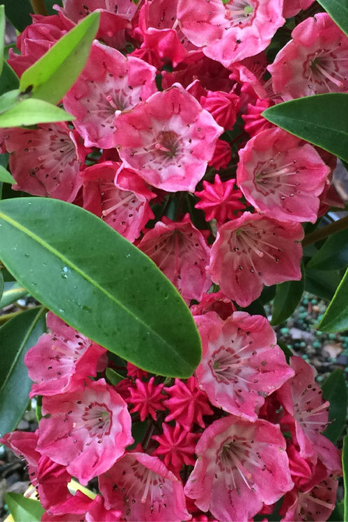  Raspberry Glow Mountain Laurel (Kalmia Latifolia) - 3 Gallon Pot
