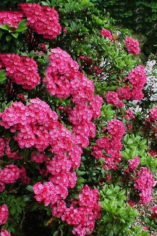  Raspberry Glow Mountain Laurel (Kalmia Latifolia) - 3 Gallon Pot