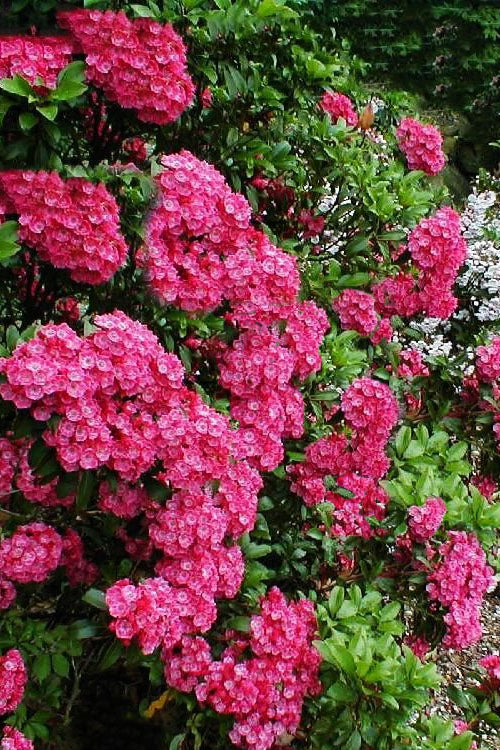  Raspberry Glow Mountain Laurel (Kalmia Latifolia) - 3 Gallon Pot